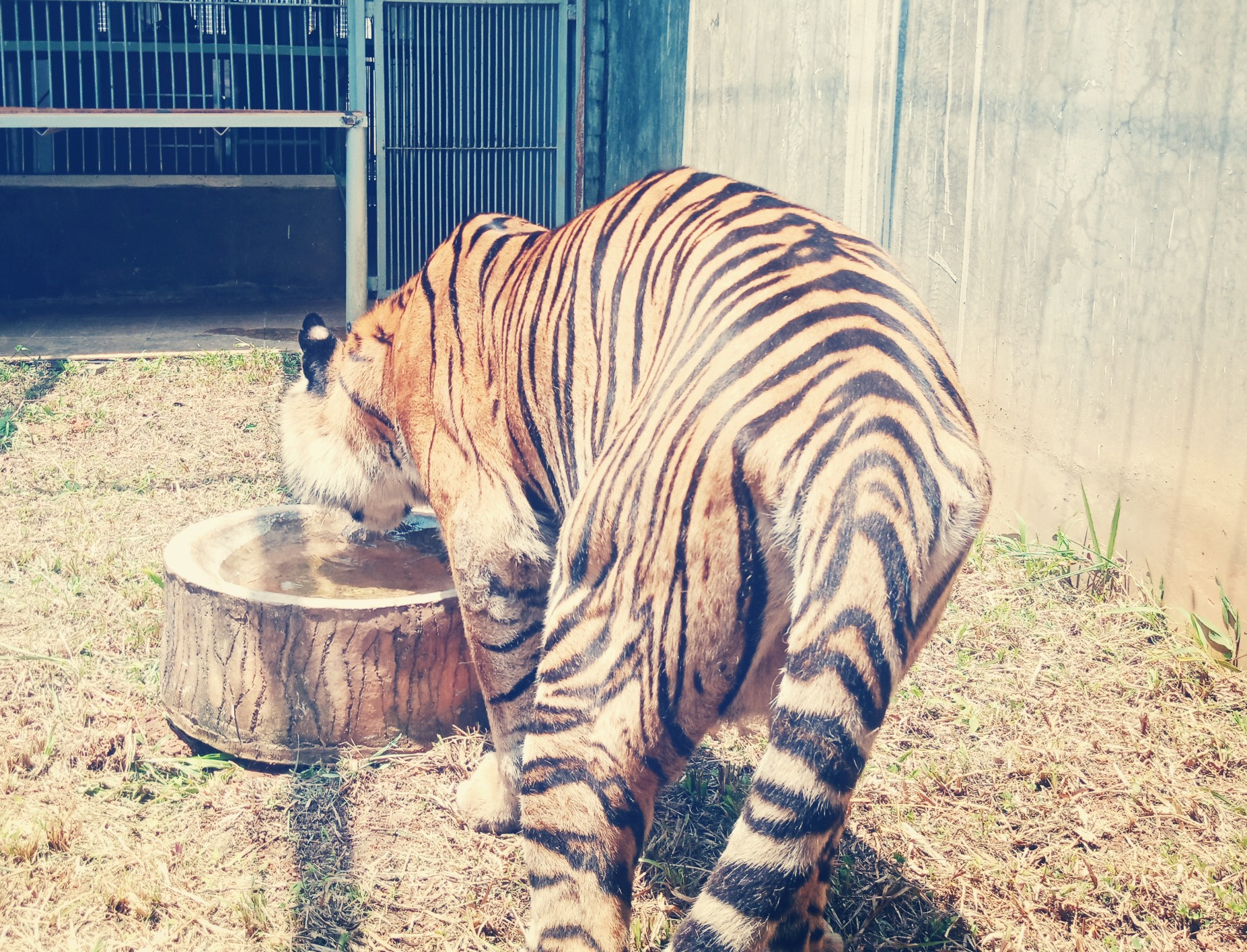 Potensi Kembak Biak Harimau Sumatera Kyai Batua Jantan Dijodohkan Dengan Vidi Dari Solo
