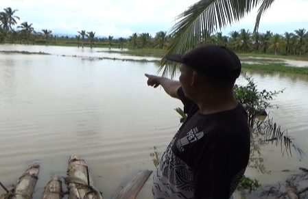 Buaya Tiga Meter Sambar Tangan Nelayan di Rawa Tugu Tapak Semaka