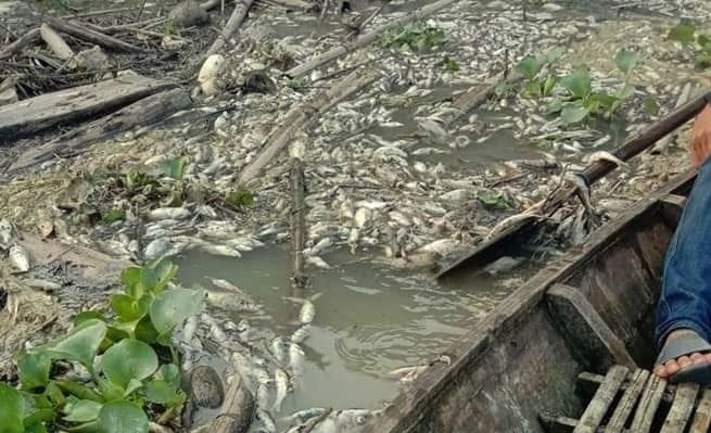 Lapor Pak Jokowi Marak Limbah Dibuang Kesungai Ribuan Ton Ikan Mati di Aliran Way Sekampung