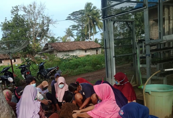 KWT Sekarsari Pelopori Rumah Bibit Aman Pangan Desa Wonomarto