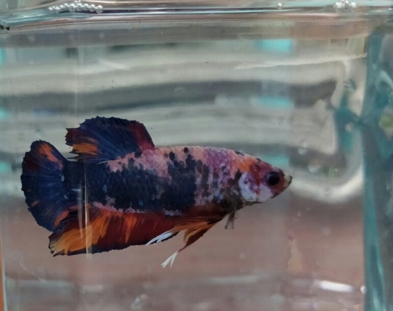 Ikan Cupang Mulai ‘Racuni’ Warga Kotabumi