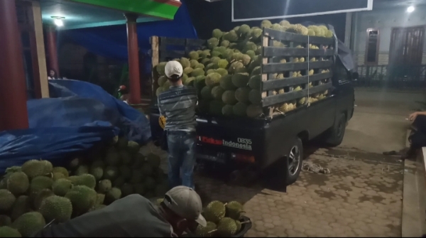 Mengisi Waktu Luang Dimasa Pandemi, Warga Tanggamus Berburu Durian