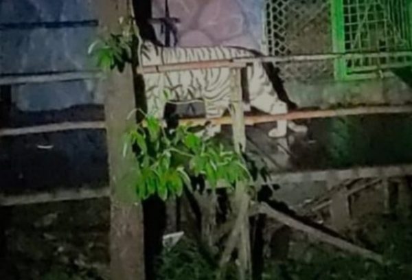 Dua Harimau Sinka Zoo Lepas Tewaskan Pawang, Satu Harimau Ditembak Mati Yang Putih Masih Diburu?