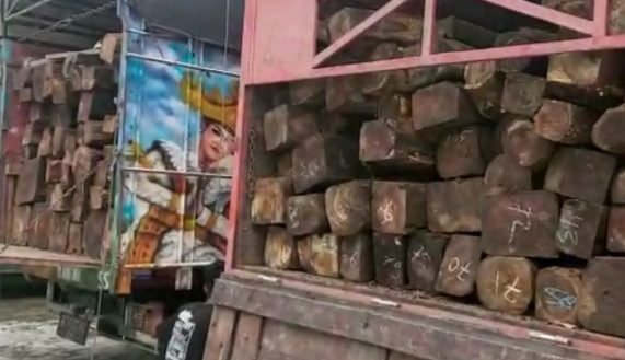 Illegal Longging Masih Marak di Tanggamus Polisi Tangkap Dua Truk Sonokeling di Cukuh Balak