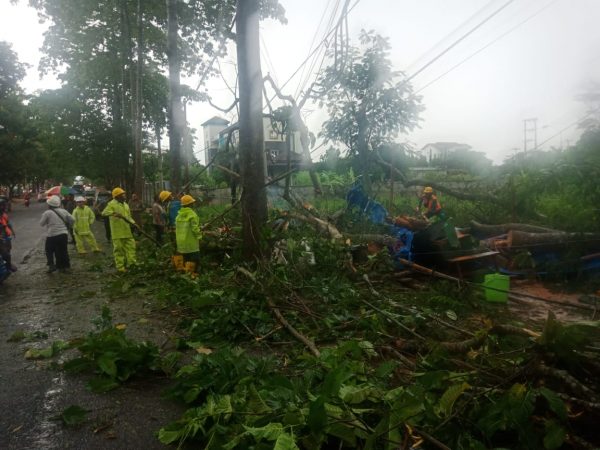 Pohon Besar Tumbang di Kota Metro Satu Warung dan 5 Unit Kendaraan Rusak 3 Warga Dilarikan Ke Rumah Sakit