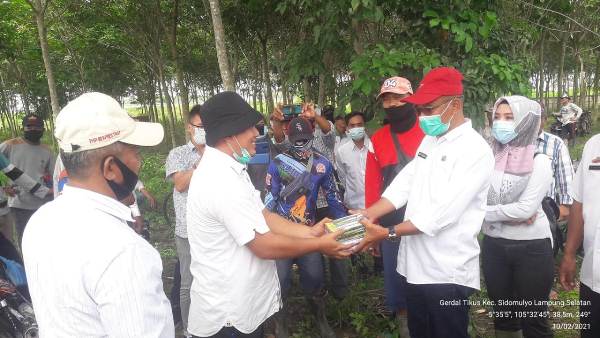 Ratusan Hektare Tanaman Padi Di Lampung Selatan Terserang Hama Tikus