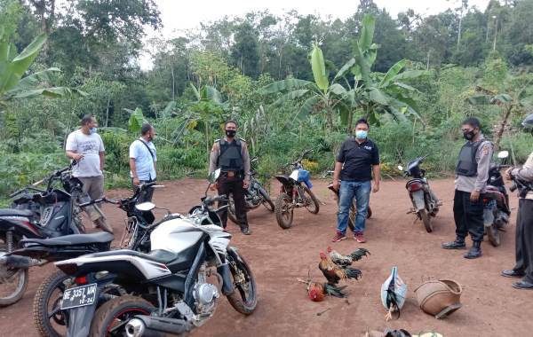 Grebek Judi Sabung Ayam, Polsek Banjit Amankan Lima Sepeda Motor dan Emapt Ekor Ayam