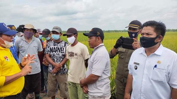 Bupati Mesuji Tinjau Persawahan Di Kecamatan Rawajitu Utara