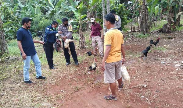 Gerebek Sabung Ayam Di Kasui, Polisi Amankan 5 Unit Motor dan 5 Ekor Ayam Sitingal Kabur Pemiliknya