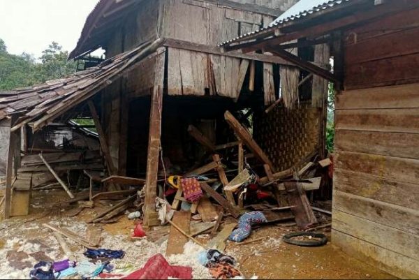 Rombongan Gajah Liar Kembali Porak Porandakan Lahan dan Pemukiman warga di Suoh, Kini Bergeser ke Wilayah Tanggamus