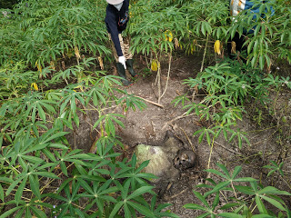 Sepekan Hilang Watini Ditemukan Membusuk di Kebun Singkong