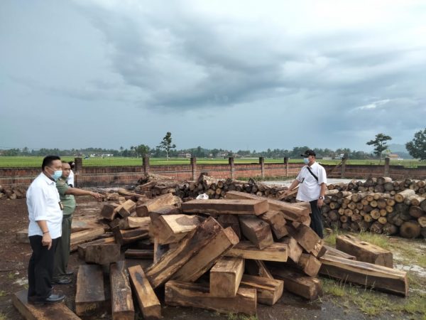 Ilegal Longging dari Gudang di Pringsewu di Tangani Penyidik PPNS Kehutanan