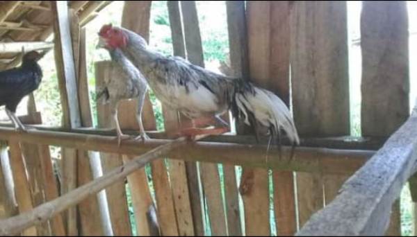 Hewan Ternak Warga Sawojajar Lampura, Jadi Incaran Para Pencuri