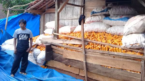 Warga Desa Negeri Batin Jaya Minta Pemerintah Lampura Bantu Dapatkan Pupuk