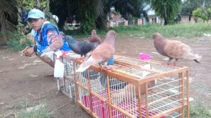 Penggemar Burung Merpati Balap Tak Lekang Dimakan Zaman