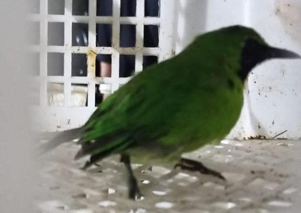 Angkut Ratusan Burung Dilindungi Sopir Bus Asal Padang Ditangkap di Bakauheni