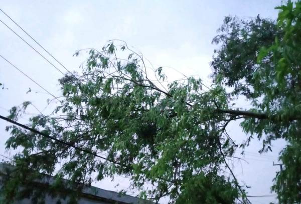 Pohon Tumbang Sebabkan Listrik Padam Di Wilayah Pringsewu dan Sekitarnya