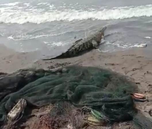 Buaya 3,5 Meter Masuk Jaring Nelayan di Pantai Saumil