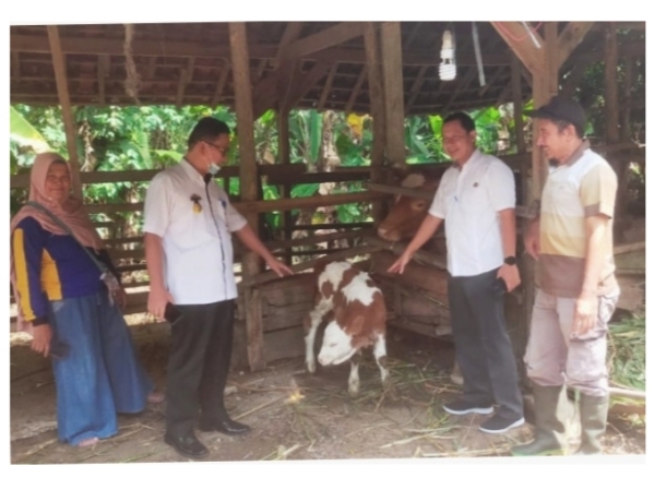 Kadistan Tulang Bawang Tinjau Sapi Hasil Transfer Embrio Pertama