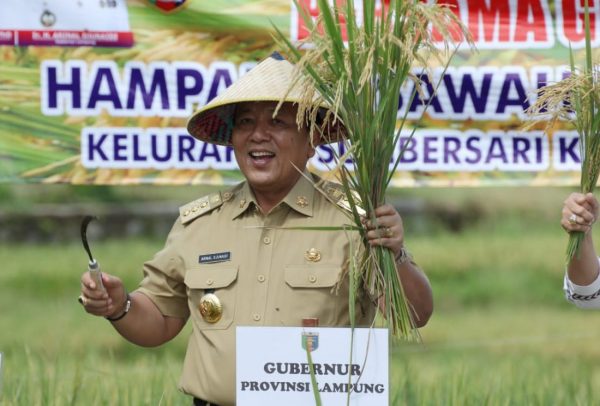 Menyusul Petani Singkong Harga Panen Raya Gabah Kering Giling Anjlok dan Tak Berjaya di Harga Rp4200