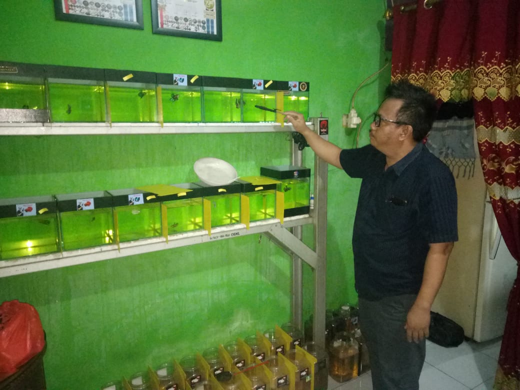 PWI Muba Ikuti Lomba Latber Ikan Cupang 