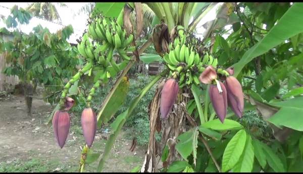 Pohon Pisang di Pekon Banjar Sari Berbuah Dua Tandan dengan Lima Jantung