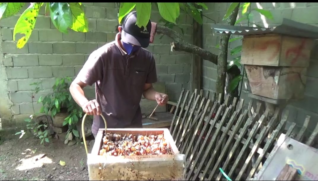 Berawal dari Pandemi, Warga Pekon Tugu Papak Semaka Gandrungi Budidaya Lebah Klanceng