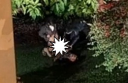 Viral Terekam CCTV Elektroknik Dua Pria “Gagahi” Wanita Ganguan Jiwa di Taman Tugu Duren Sukadana Ham