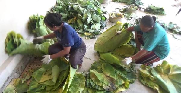 Budidaya Tanaman Talas Bening: Perawatan Mudah Hingga Harga Cukup Menguntungkan