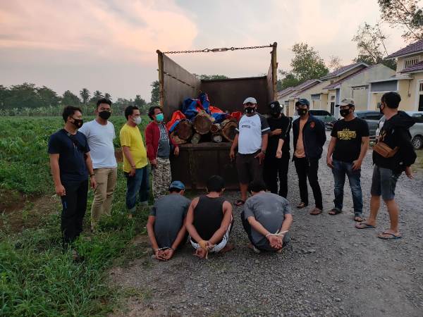 Tekab 308 Polres Pesawaran Tangkap Oknum Kaur Desa Pampangan Yang Terlibat Kasus Illegal logging