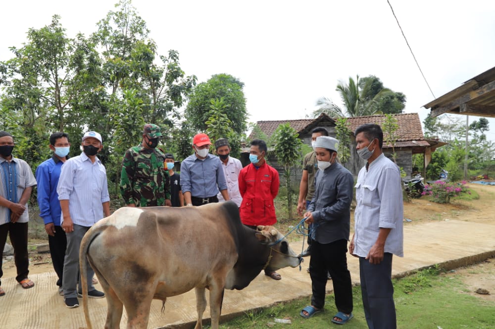Jelang Idul Adha, Bupati Lampung Barat Serahkan Hewan Qurban Dua Ekor Sapi ke Warga Batuketulis