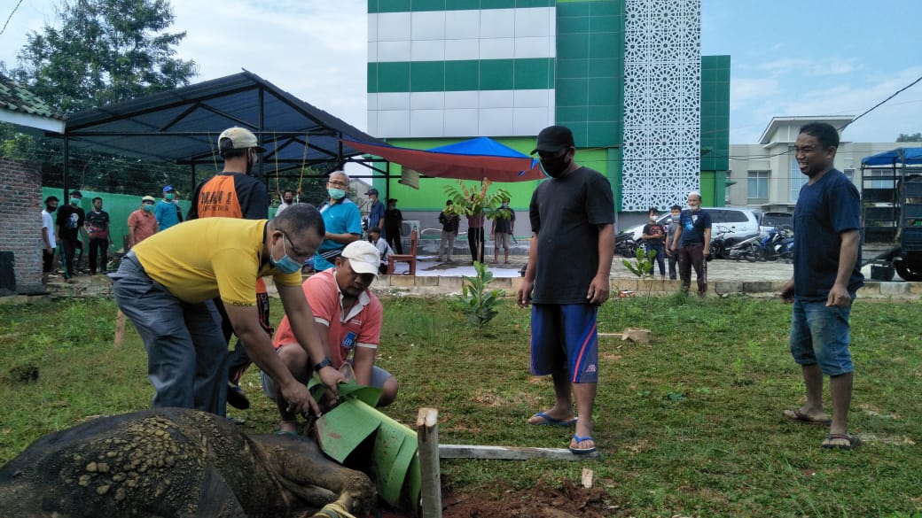 Idul Adha 1442 H, MAN 1 Lamtim Qurban 5 Ekor Sapi dan 2 Ekor Kambing