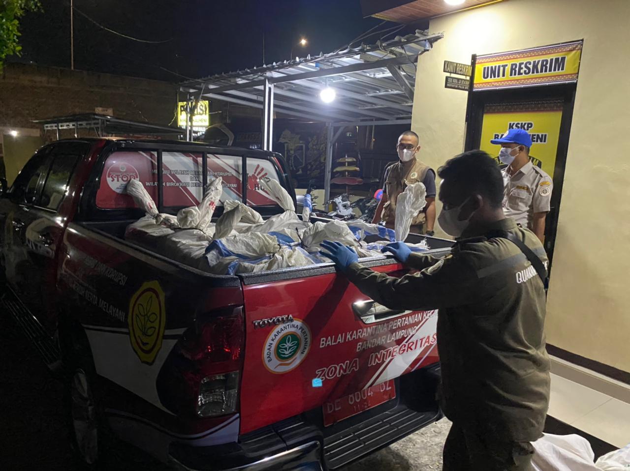 KSKP Bakauheni Gagalkan Penyelundupan 1,26 Ton Daging Babi Asal Lampung Utara