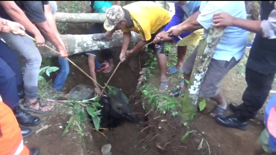 Warga Gisting Bawah Temukan Tapir “Hewan Langka” Terjebak di Lubang