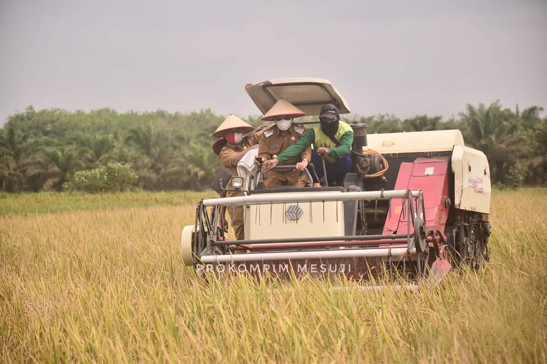 Bupati Saply TH Panen Raya Padi di Kecamatan Mesuji Timur