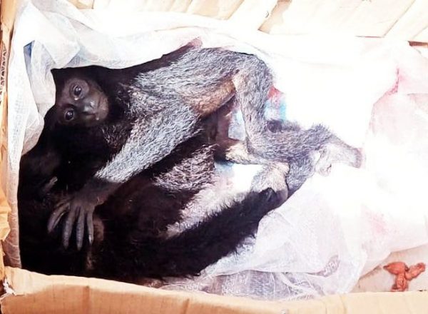 KSKP Bakauheni Gagalkan Penyelundukan Satwa Langka Ada Dua Ekor Simpanse dan Elang