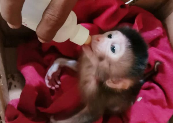 KSKP Bakauheni Gagalkan Bayi Beruk dan Monyet Ekor Panjang Yang Akan “Merantau”