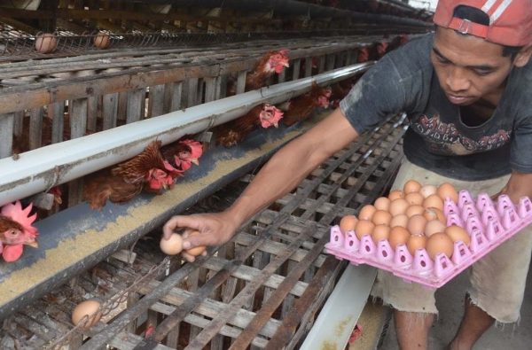 Peternak Telur Ayam Menjerit, Harga Pakan Tak Sebanding Dengan Ongkos Produksi dan Harga Telur Anjlok