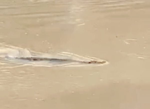 Lagi, Buaya di Way Semaka Serang Warga, Hendri Selamat dengan Betis Luka 52 Jahitan