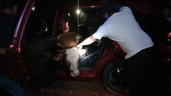 Polres Kota Metro Buru Ayah Pelaku Pencuri Sapi Gunakan Mobil Honda Mobilio