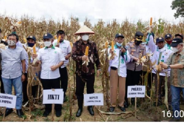 Bupati Musa Ahmad Hadiri Acara Panen Raya Jagung di Kampung Mujirahayu