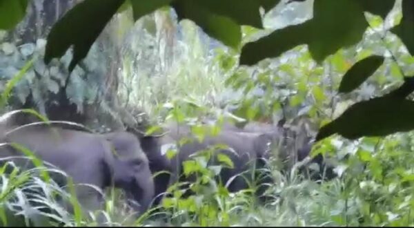 Sekawanan Gajah Amuk Pemukiman Warga di Tanggamus, Sawah dan Kebun Siap Panen Rusak