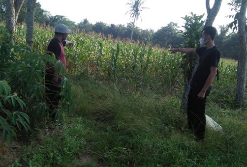 Dicekoki Anggur Merah Gadis SMP “Digilir” Tiga Pemuda di Kebun Jagung