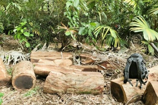 Oknum Pecatan TNI Terlibat Pembalakan Liar di Register 19 Tahura Wan Abdurahman