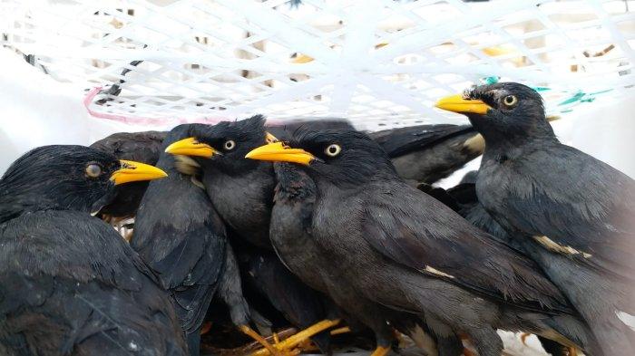 KSKP Bakauheni Kembali Gagalkan Penyelundupan 2000 Lebih Burung Asal Sumatera Tujuan Jakarta