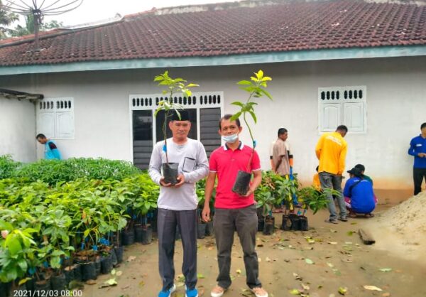 Jalankan Program Pemerintah Daerah, Tiyuh Gunung katun Tanam 1000 Pohon Alpukat