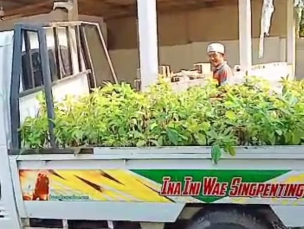 Kades Sidomulyo Mesuji Bagikan 1500 Bibit Alpukat Satu Rumah Satu Batang