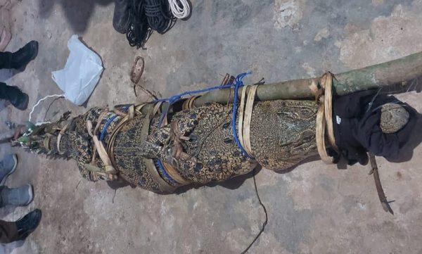 Buaya Seberat 80kg Ditangkap Warga Pertiwi Cukuh Balak