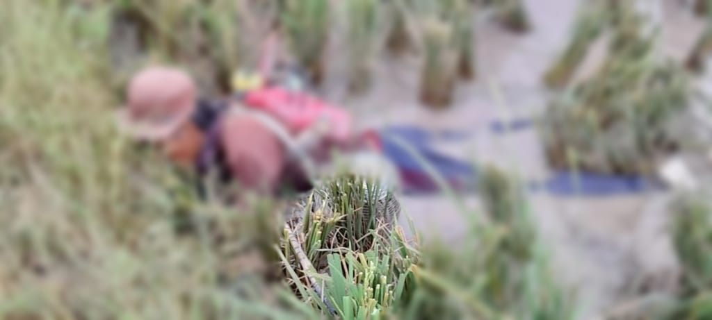 Mayat di Persawahan Sungai Badak Teridentifikasi  Pencari Ikan
