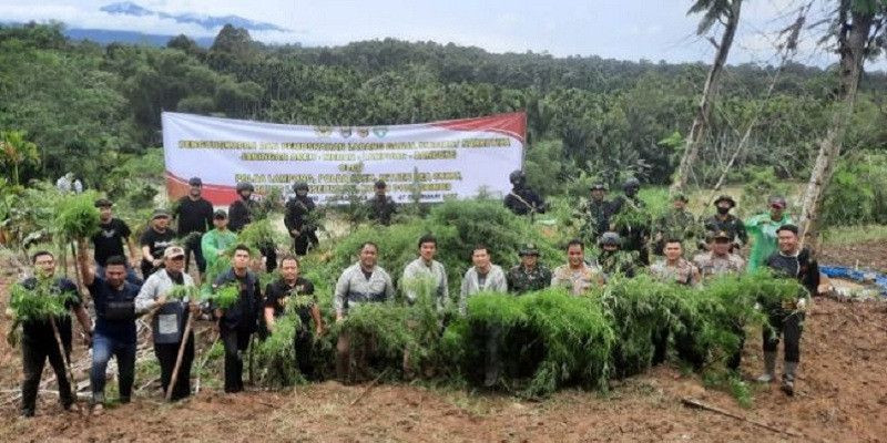 Ditnarkoba Polda Lampung Tangkap 5Kg Ganja di Rajabasa Berbuah Penemuan 6,28 Hektar Ladang di Aceh Utara